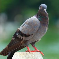 Ícone pombos controle de pragas