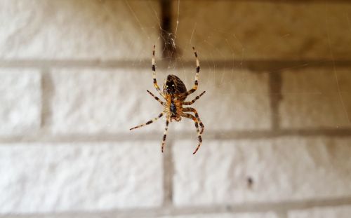 Controle de aranhas