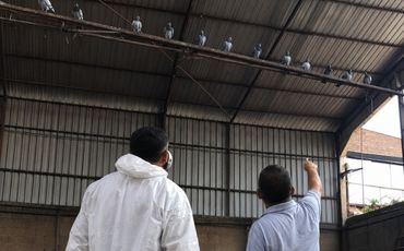 Controle de pombos em fachadas